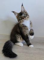 Maine Coon kater, Dieren en Toebehoren, Kater, Gechipt, 0 tot 2 jaar