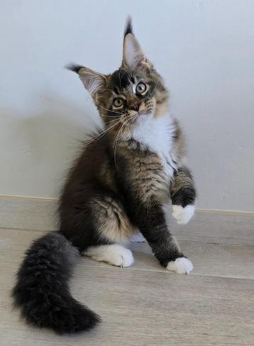 Maine Coon kater beschikbaar voor biedingen