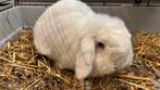 Handtam lief minilop ram, Animaux & Accessoires, Lapins, Mâle, Petit, 0 à 2 ans