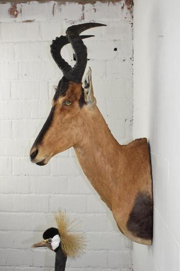 Trans African Taxidermists Hartebeest Hartenbeest Taxidermie beschikbaar voor biedingen