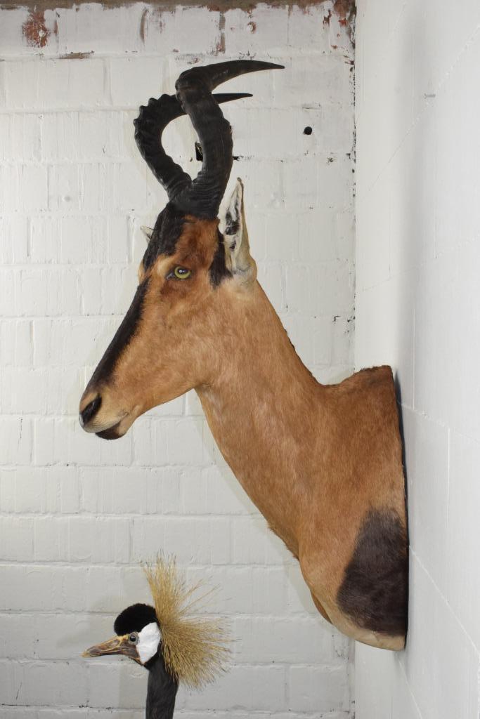 Trans African Taxidermists Hartebeest Hartenbeest Taxidermie, Verzamelen, Dierenverzamelingen, Opgezet dier, Ophalen