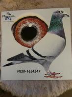 Zware fond duif jos martens, Dieren en Toebehoren, Vogels | Duiven, Mannelijk, Postduif