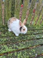 Dwergkonijn voedster, Dieren en Toebehoren, Vrouwelijk, Dwerg, 0 tot 2 jaar