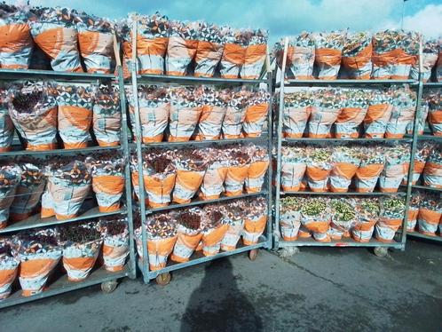 Chrysanten actie voor Allerheiligen 2025 5 stuks slechts15€, Tuin en Terras, Planten | Tuinplanten, Ophalen