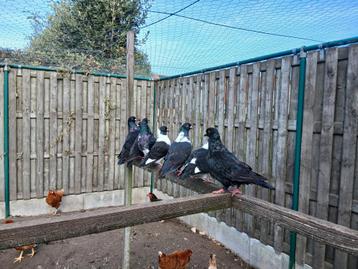 12 vleesduiven te koop  beschikbaar voor biedingen