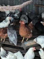 bruine legkippen, Dieren en Toebehoren, Pluimvee