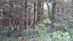 PERCEEL  BOS, Immo, Gronden en Bouwgronden