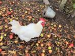 Poule de Bresse, raszuivere hanen, Dieren en Toebehoren, Mannelijk, Kip