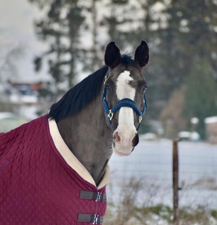 HALVE STAL GEZOCHT, Dieren en Toebehoren, Paarden, Ruin, L, 170 tot 175 cm, 11 jaar of ouder, Recreatiepaard
