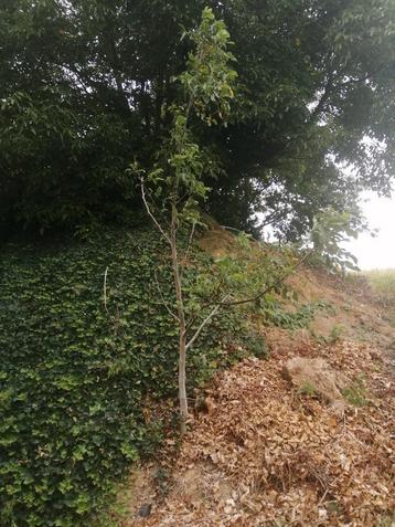 Notenboom/okkernoot /notelaar +/- 3m50 beschikbaar voor biedingen