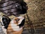 Cavia's te koop, Dieren en Toebehoren, Knaagdieren, Cavia, November, Meerdere dieren, Tam