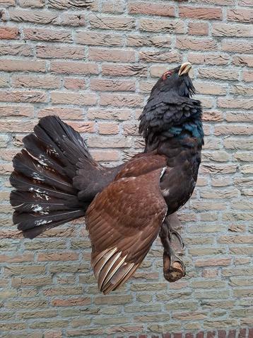 Opgezette auerhahn taxidermie jacht schedel gewei hert  beschikbaar voor biedingen