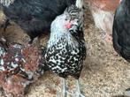 Appenzeller spitskuif, Dieren en Toebehoren