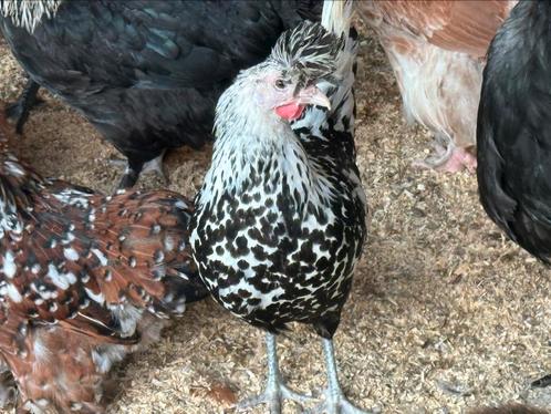Appenzeller spitskuif, Dieren en Toebehoren, Pluimvee