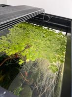 Drijfplant: limnobium laevigatum, Overige typen, Zoetwatervis