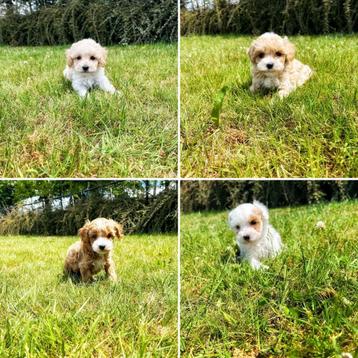 "Eerlijk, lokaal en lief Belgische pups Maltipoo van bij ons beschikbaar voor biedingen