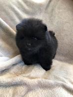 Mini Pomeriaan Reutje, Dieren en Toebehoren, Honden | Poolhonden, Keeshonden en Oertypen, België, Particulier, Keeshond, Reu