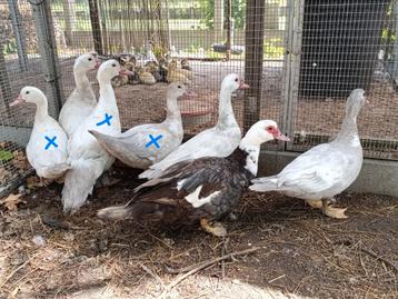 2 jonge barberie vrouwtjes muskus eenden beschikbaar voor biedingen