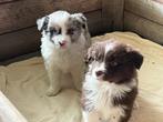 border-collie pups, Dieren en Toebehoren, Honden | Herdershonden en Veedrijvers, België, Fokker | Hobbymatig, Reu, 8 tot 15 weken