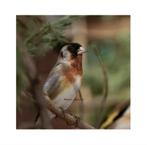 Kruising kapoetsensijs X putter 2025, Dieren en Toebehoren, Meerdere dieren, Wildzangvogel, Geringd