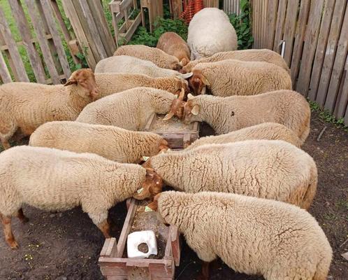 Mouton a vendre, Animaux & Accessoires, Moutons, Chèvres & Cochons, Mouton, Mâle, 0 à 2 ans