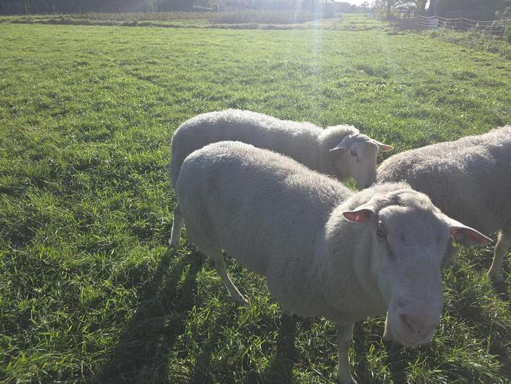 Kempense stamboekram, Dieren en Toebehoren, Schapen, Geiten en Varkens, Schaap, Mannelijk