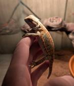 Baardagaam hand tam, Dieren en Toebehoren