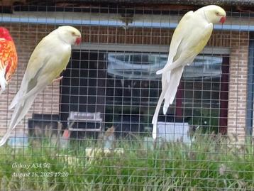 halsband parkiet MAN crèmeino 2024 beschikbaar voor biedingen