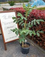 Okkernoot, Tuin en Terras, Planten | Fruitbomen, Ophalen, Minder dan 100 cm, In pot, Walnotenboom