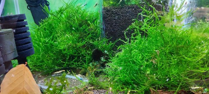 Waterplanten – Peacock moss, Dieren en Toebehoren, Vissen | Aquaria en Toebehoren, Ophalen of Verzenden