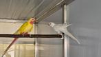 Bewezen koppel princess of wales, Dieren en Toebehoren, Vogels | Parkieten en Papegaaien, Meerdere dieren, Geringd