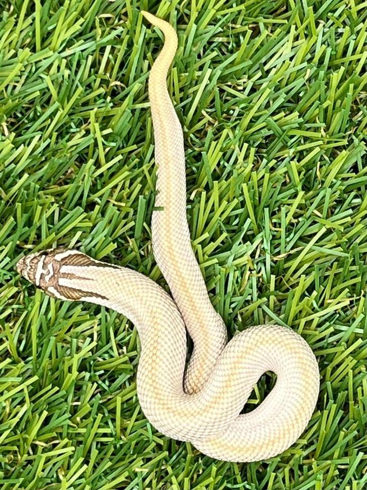 Westelijke haakneusslang, 3 maand, soort: Super Conda, Dieren en Toebehoren, Reptielen en Amfibieën, Slang, 0 tot 2 jaar, Tam