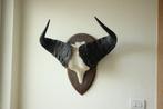 Taxidermie schedel kaapse Buffel, Ophalen, Gebruikt, Wild dier, Schedel