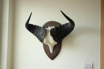 Taxidermie schedel kaapse Buffel, Enlèvement, Utilisé, Animal sauvage, Crâne