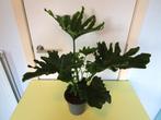 Kamerplant Philondendron, Autres espèces, Moins de 100 cm, Enlèvement, Plante verte