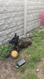 Mechelaar puppy, Dieren en Toebehoren, Ophalen, Zo goed als nieuw