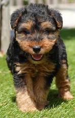Beaux chiots Welsh Terrier (filles), Autres races, Plusieurs, Parvovirose, Belgique