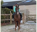 C pony, Animaux & Accessoires, Chevaux, Jument