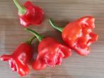niet-hete chili peper Jamaican bell - 5 zaden, Verzenden, Voorjaar, Volle zon, Zaad