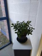 Crassula ovata - Jadeplant (kamerplant), Huis en Inrichting, Ophalen, Vetplant, In pot