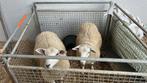 2 bokken en 3 ooien, Dieren en Toebehoren, Schapen, Geiten en Varkens