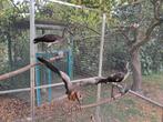 Rode ibis