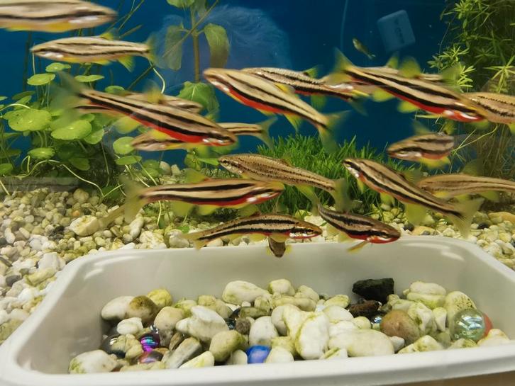 Roodbuik Elritsen, Dieren en Toebehoren, Vissen | Vijvervissen