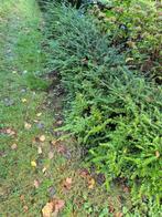 Gratis lonicera haagplanten, Ophalen, Overige soorten, Haag, Minder dan 100 cm