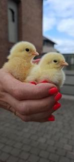 Brahma Zalm kuikentjes