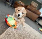 Beaux chiots Goldendoodle (Golden Retriever x Caniche), Golden retriever, Plusieurs, Hépatite contagieuse (maladie de Rubarth)