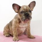 Franse Bulldog pups te koop, Dieren en Toebehoren, 15 weken tot 1 jaar, Buitenland, CDV (hondenziekte), Meerdere