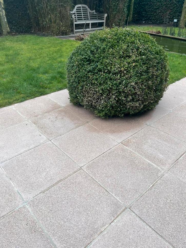 Betonnen terrastegels +/- 142 stuks! Lichte kleur(tint roze), Jardin & Terrasse, Pavé & Dalles, Tuiles de terrasse, Enlèvement