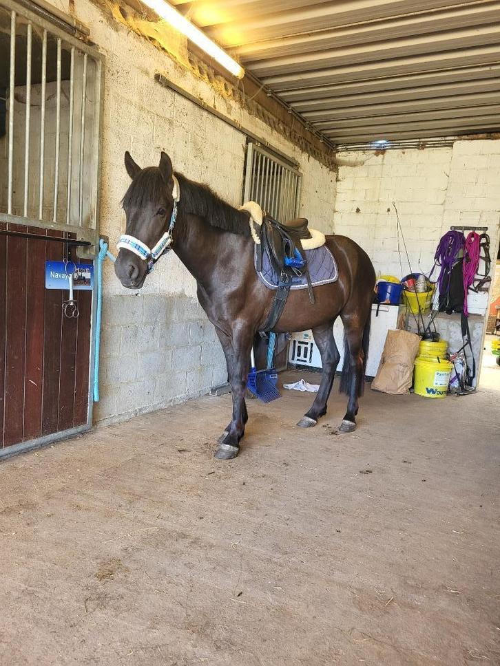 D pony te koop, Dieren en Toebehoren, Pony's, Ruin, Zadelmak, D pony (1.37m tot 1.48m), 3 tot 6 jaar, Gechipt, Ontwormd, Ingeënt