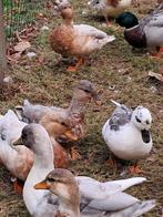 Hollandse kwakers, Dieren en Toebehoren, Meerdere dieren, Eend